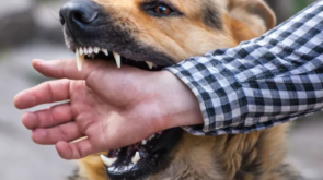 dog bite