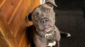 dog bite