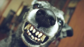 dog bite injury